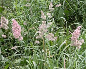 گیاه علف باغ